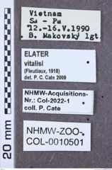 Etikette zu Brachyelater vitalisi (NHMW-ZOO-COL-0010501)